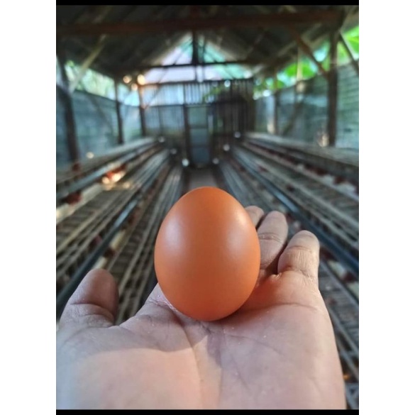 

TELUR 2KG