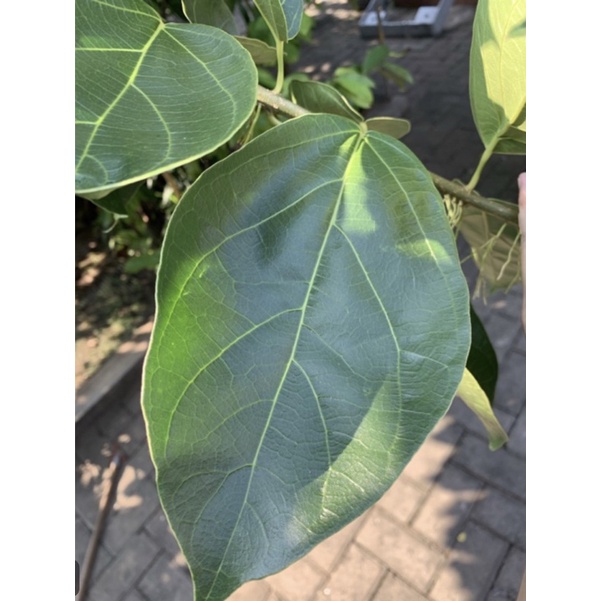 

Daun Cincau Hijau Segar 1Kg