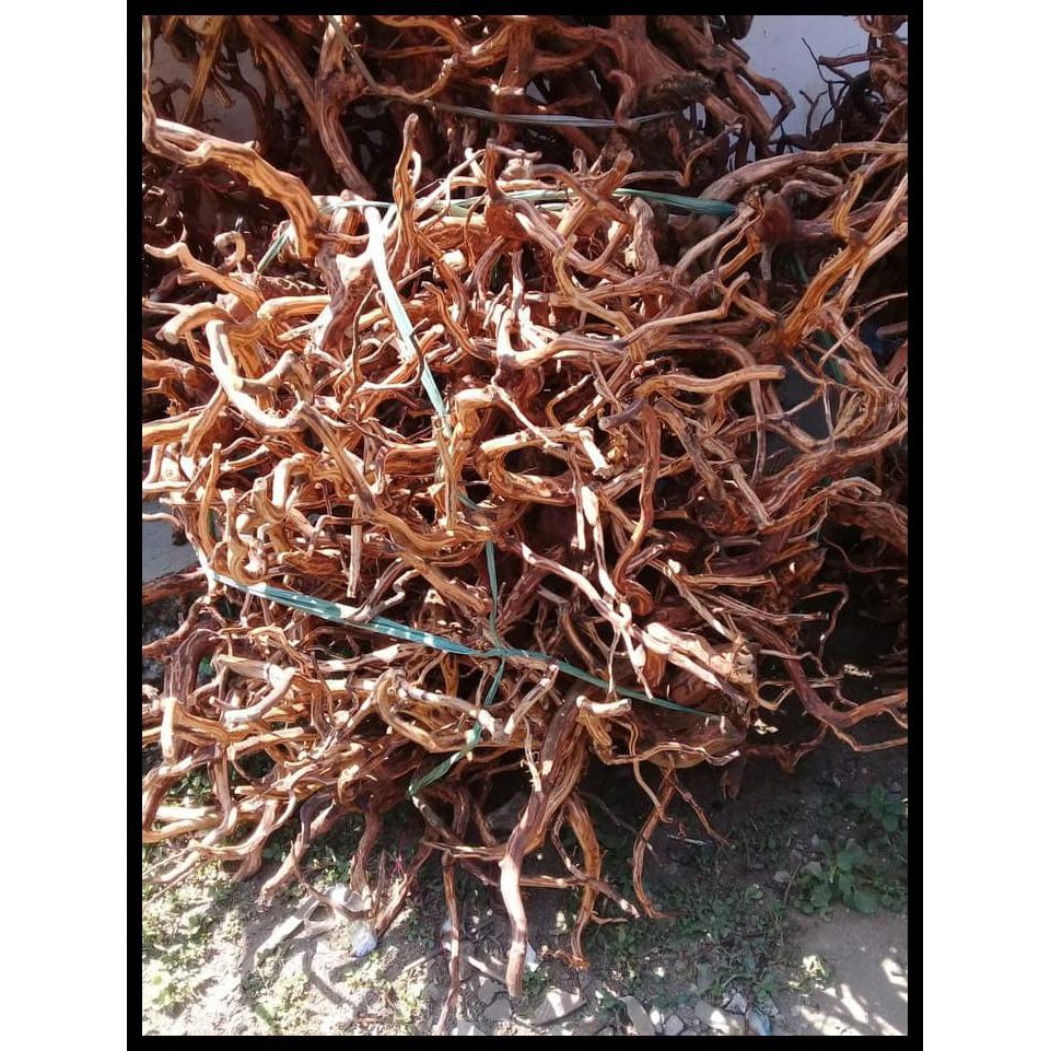 Akar Kayu Bonsai Aquascape