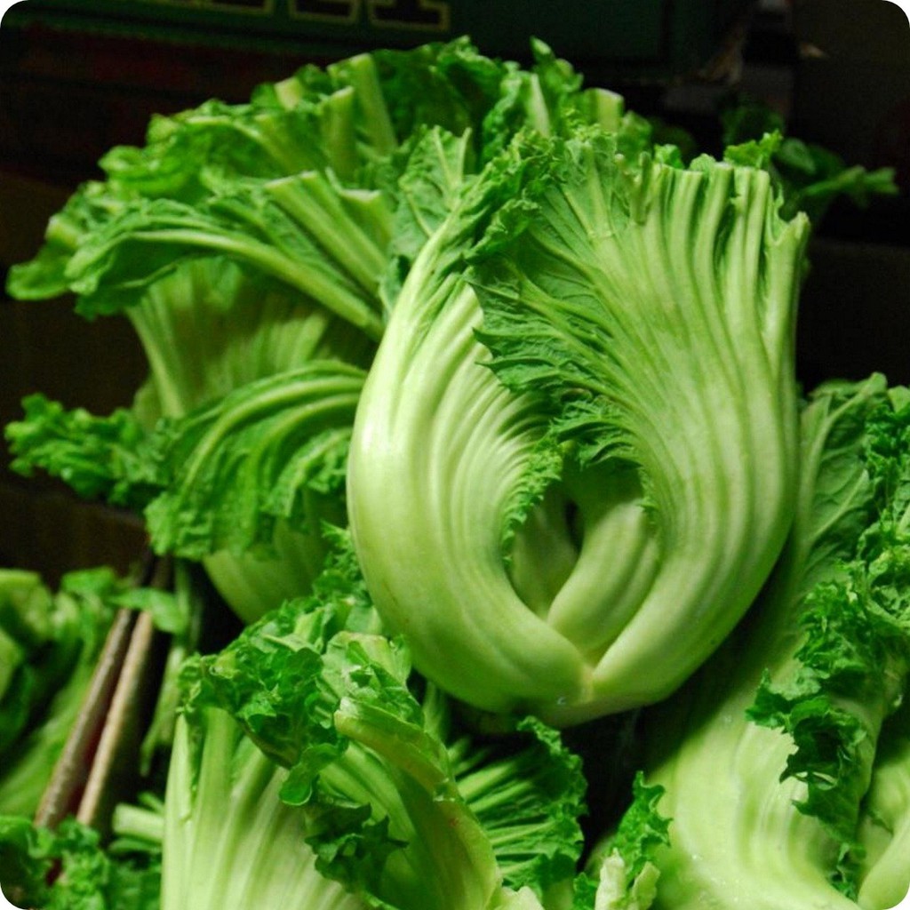 Benih Bibit Biji - Sawi Pahit / Green Mustard / Gai Choy Seeds - Panen Dalam 75 Hari - Untuk Sawi Asinan