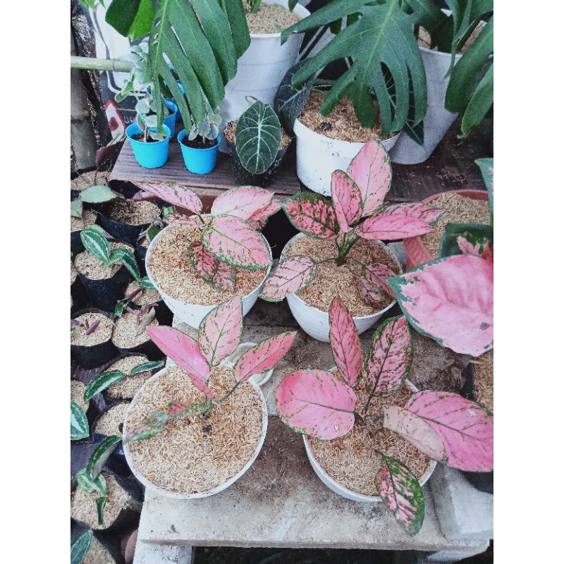 aglonema lady valentine remaja