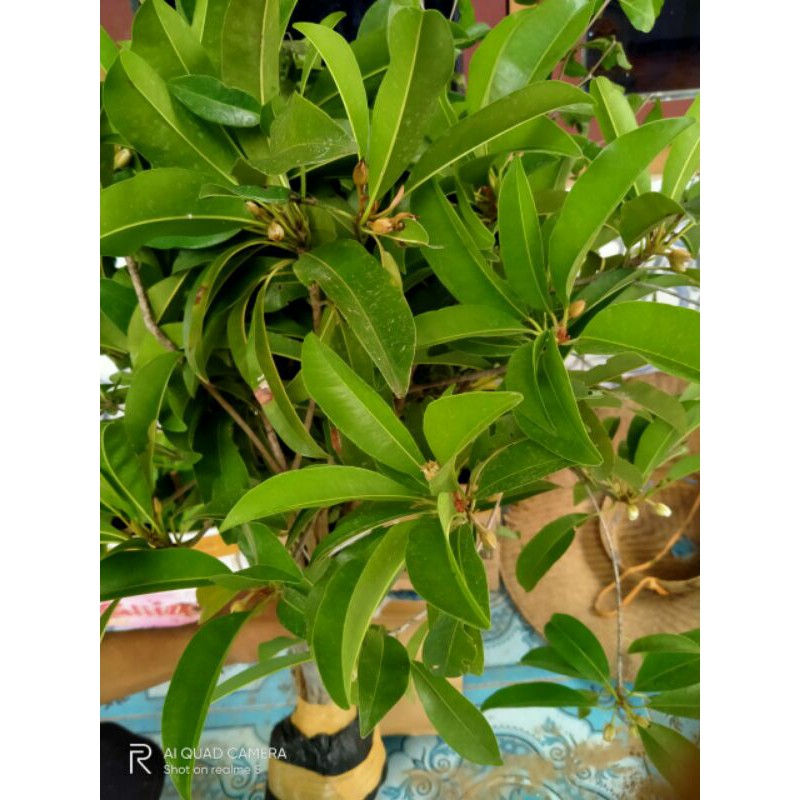 bibit sawo jumbo okulasi