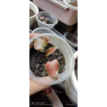 baby caladium red stone