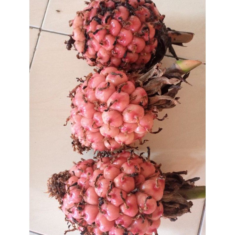 

1kg buah kecobrang atau honje segar