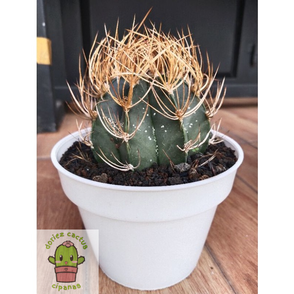 Astrophitum capricorn, kaktus astro, pot 15cm