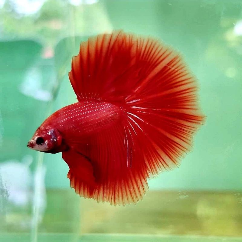 

Ikan Cupang Hias Half Moon Super Red