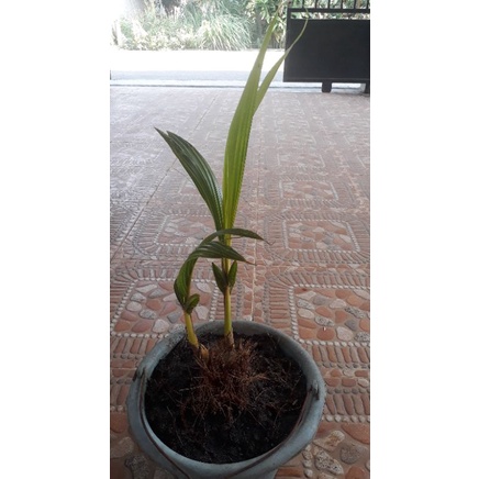 Tunas Kelapa Gading Cabang 2