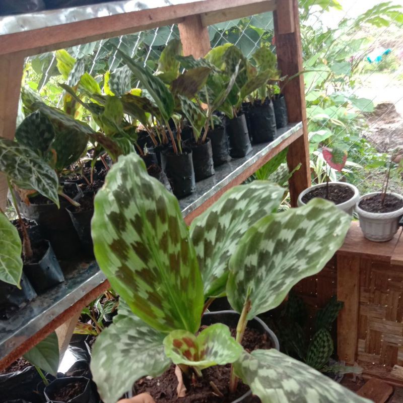 chalathea ekor merak