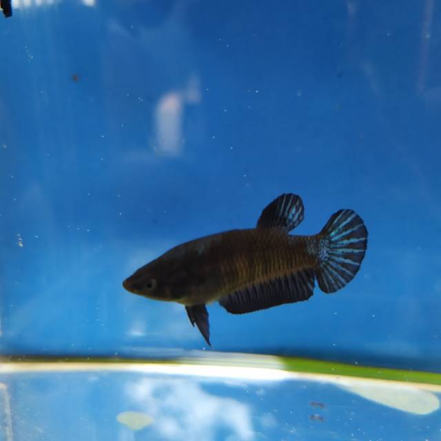 Cupang female bbl (blue black light)