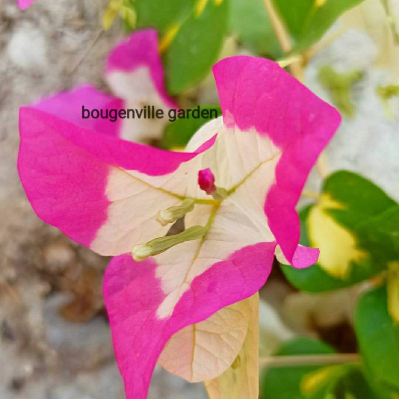 Tanaman hias bunga bougenville varigata sakura icecream ORIGINAL