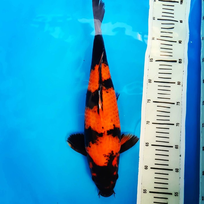 KOI Ikan koi import Hiutsuri shinoda 4