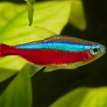 ikan cardinal tetra