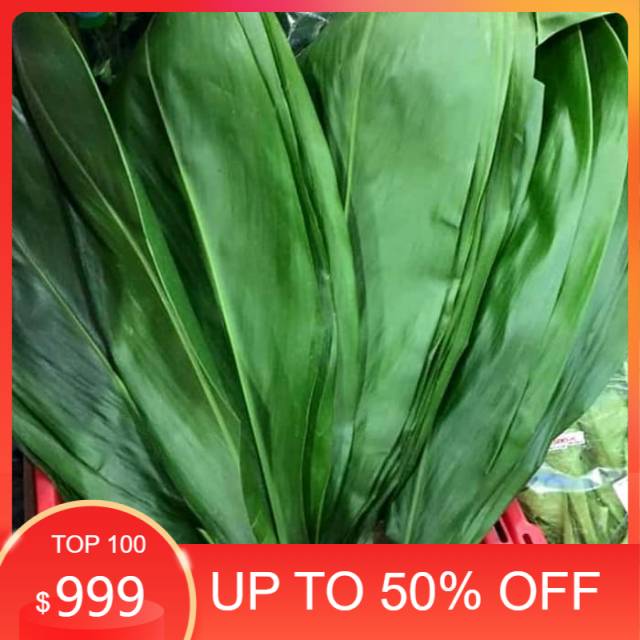 

Ready stock Bahan bungkus bacang/bakcang 1kg daun hanjuang/hanyuang/andong segar siap petik