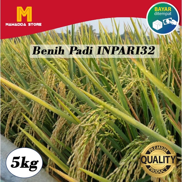 Bibit Padi Unggul Inpari 32 5kg