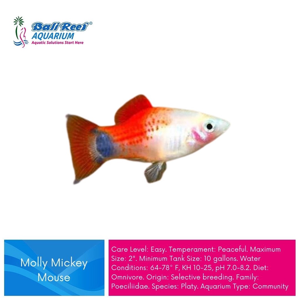 Ikan Hias Platy Caroline Platy Mickey Mouse