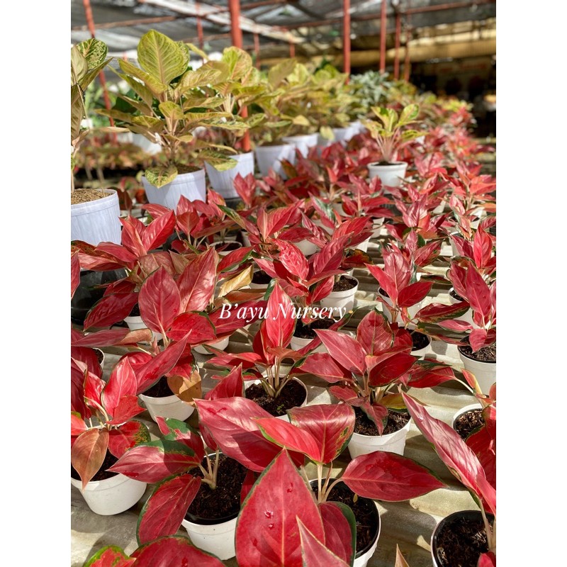 aglaonema Chocin Red ayu