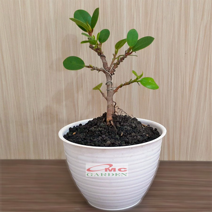 Tanaman Hias Pohon Bonsai Mame Beringin Korea Mini Dolar B-BK-016