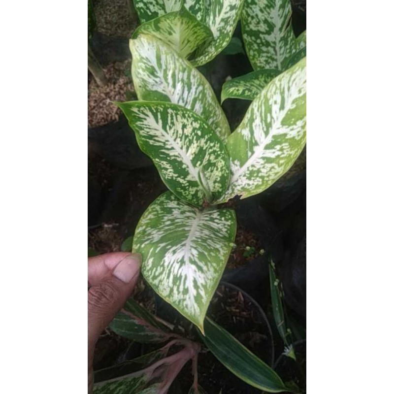 tanaman hias aglonema diven tisu Brazil