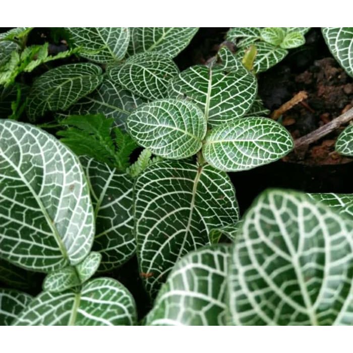 tanaman hias gantung episcia mutiara