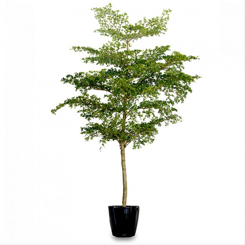 Bibit Ketapang Kencana/Tanaman Ketapang Kencana