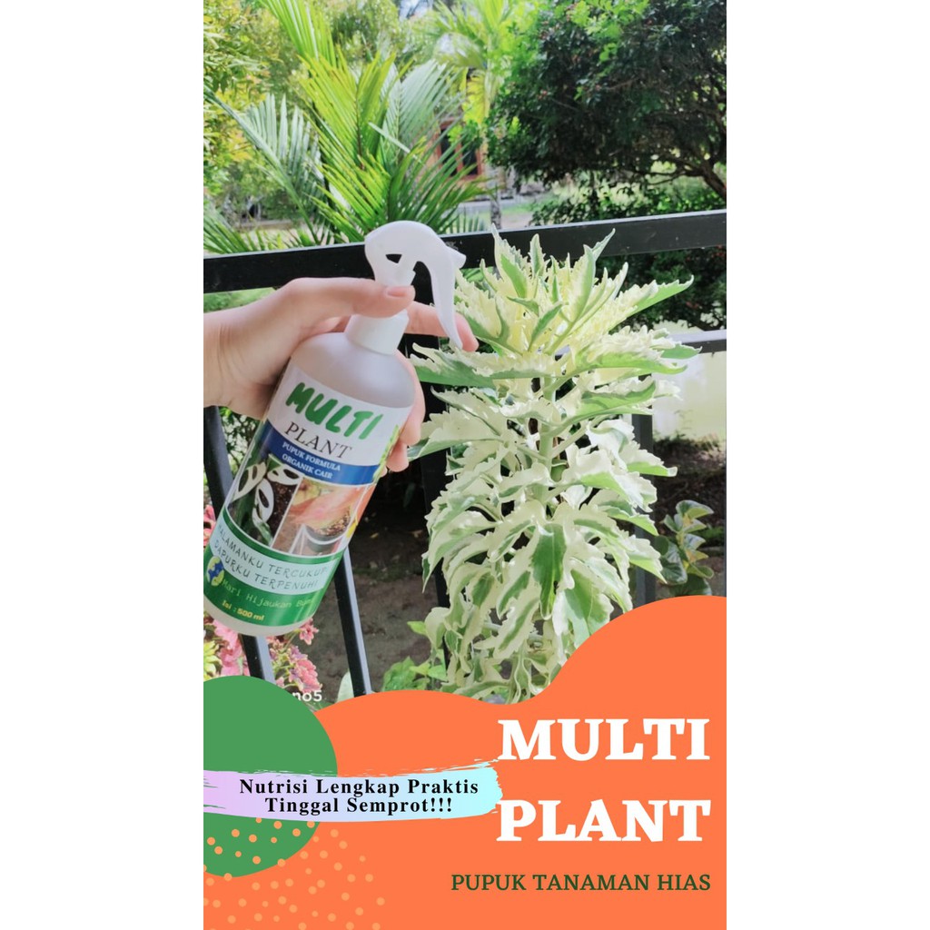 Pupuk Perangsang Tunas , Bunga Anggrek dan Tanaman Hias