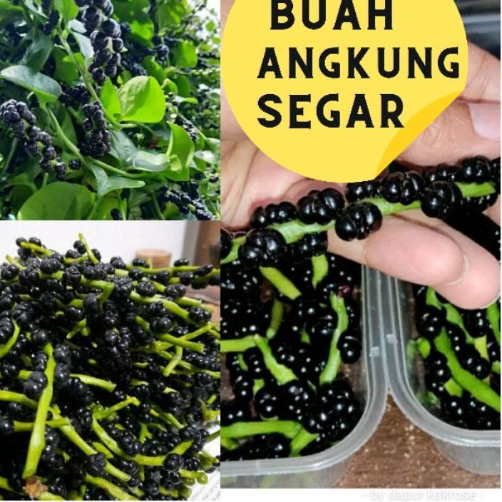 [ゲ]BUAH ANGKUNG SEGAR 100  BIJI ASLI ORGANIK