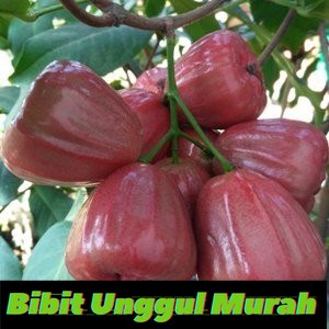 Bibit jambu air dalhari super