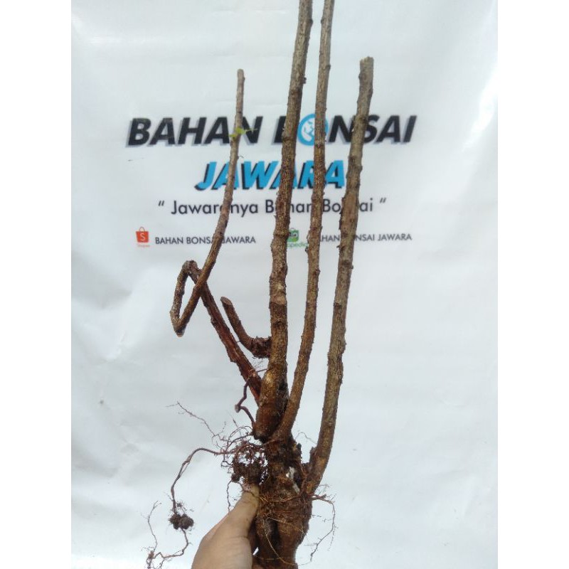 BAHAN BONSAI ILENG - ILENG / ILENG2 / DONGKELAN