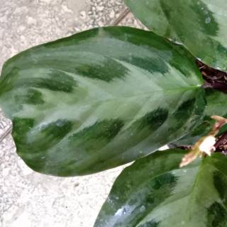LANGKA Calathea maranta cristata kalatea rotundifolia LANGKA Calathea maranta cristata kalatea rotundifolia