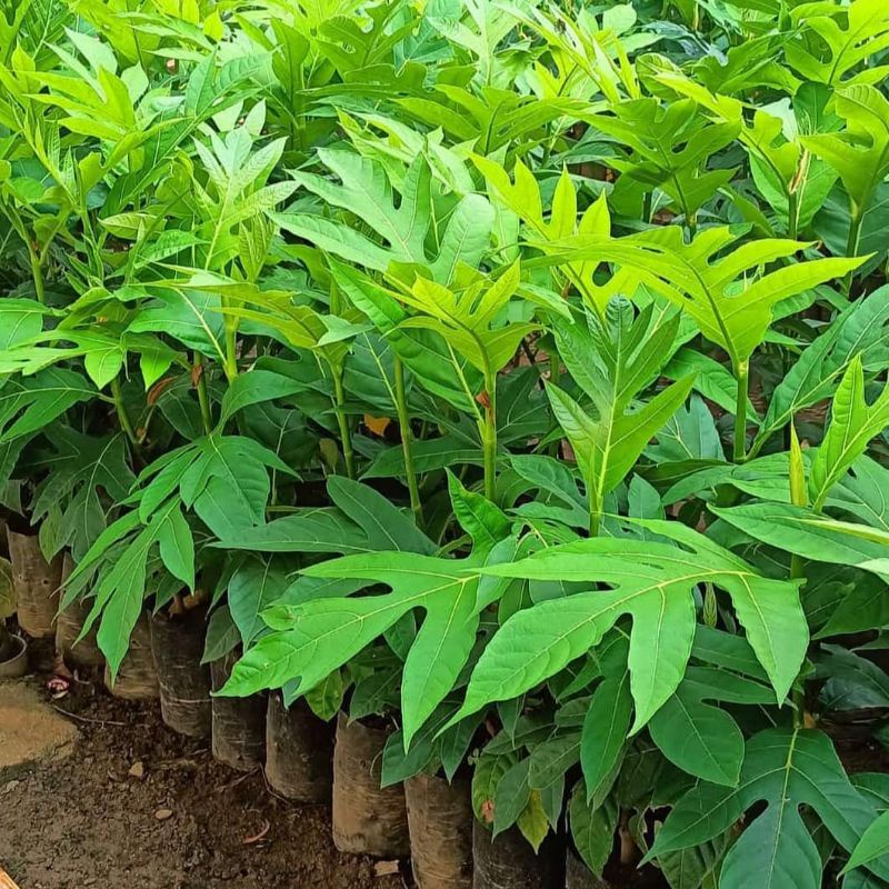Bibit Tanaman Sukun Kuning Terlaris