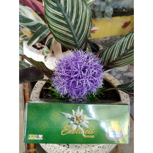 SABUN BULUS EDELWEIS ECER 1 PC AGEN RESMI-ORIGINAL