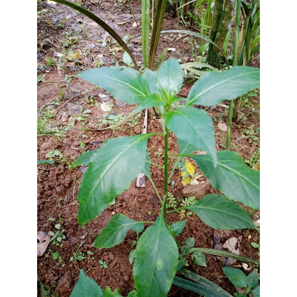 bibit cabe rawit siap tanam