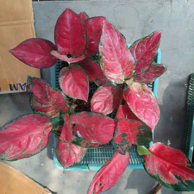 AGLAONEMA RED ANJAMANI / AGLONEMA RED ANJAMANI