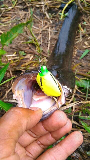 SOFT FROG UMPAN CASTING IKAN GABUS