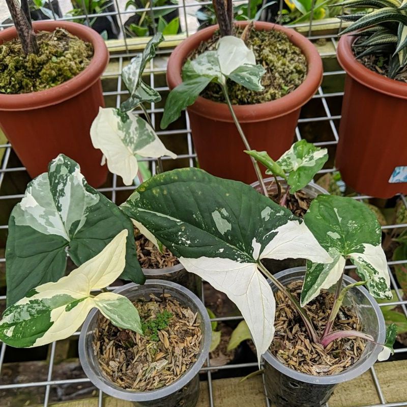 DIARY PETANI - Syngonium Albo Mewah