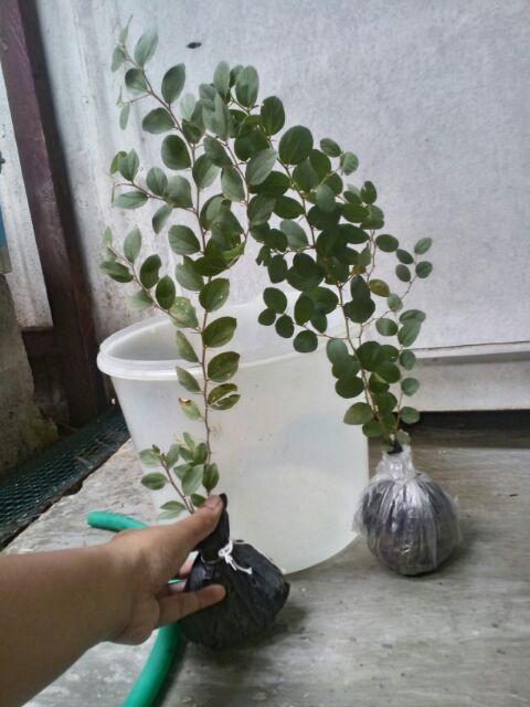 Pohon Bidara Arab / Bibit Bidara Arab / Pohon Sidr