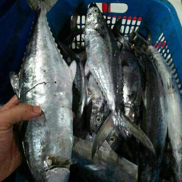 

---Terbaru--- TERBARU IKAN TENGGIRI GEPENG SUPER/BETINA TERLARIS