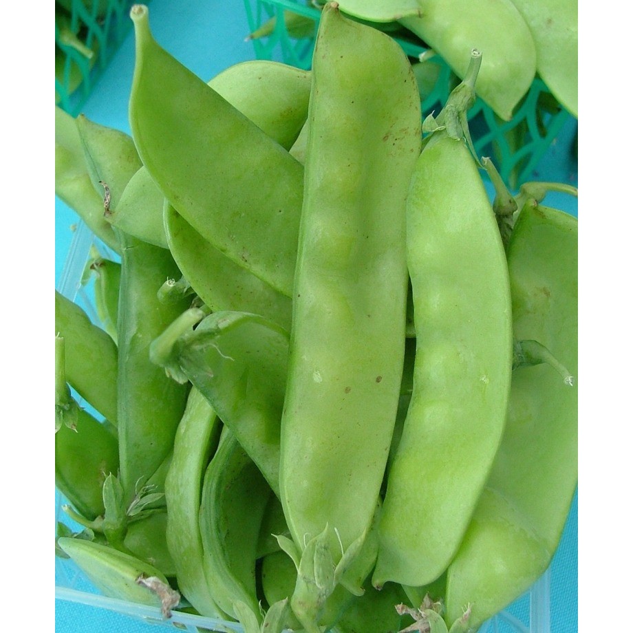 Benih-Bibit Kacang Kapri Avalanche (Haira Seed)