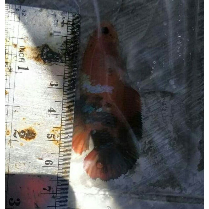 cupang giant plakat koi BO 5