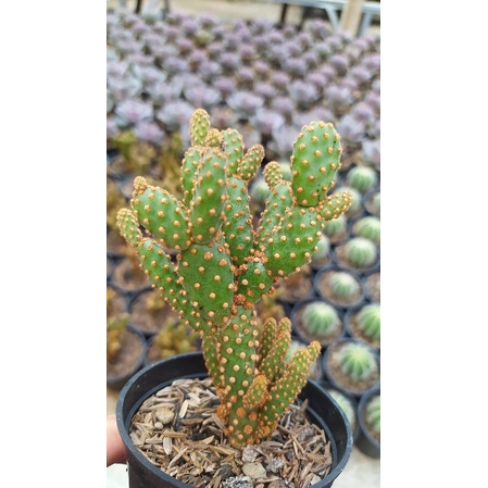 kaktus mickey ownroot duri coklat