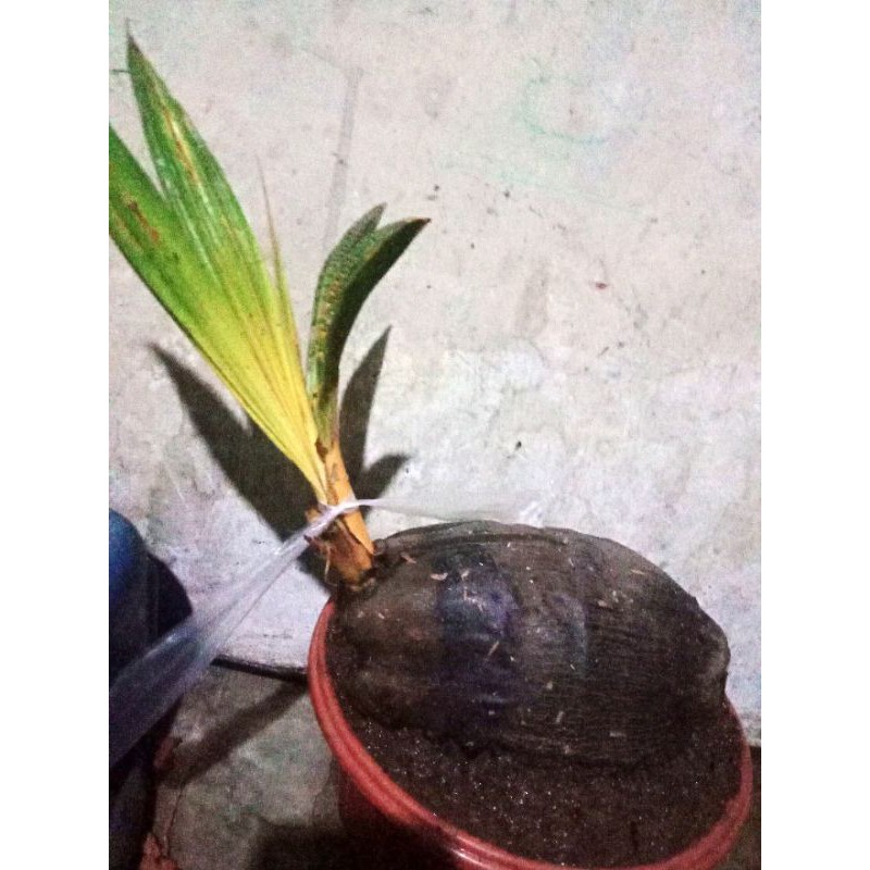 bahan bonsai kelapa gading orange ori