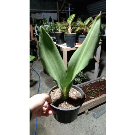 sansevieria Moonshine