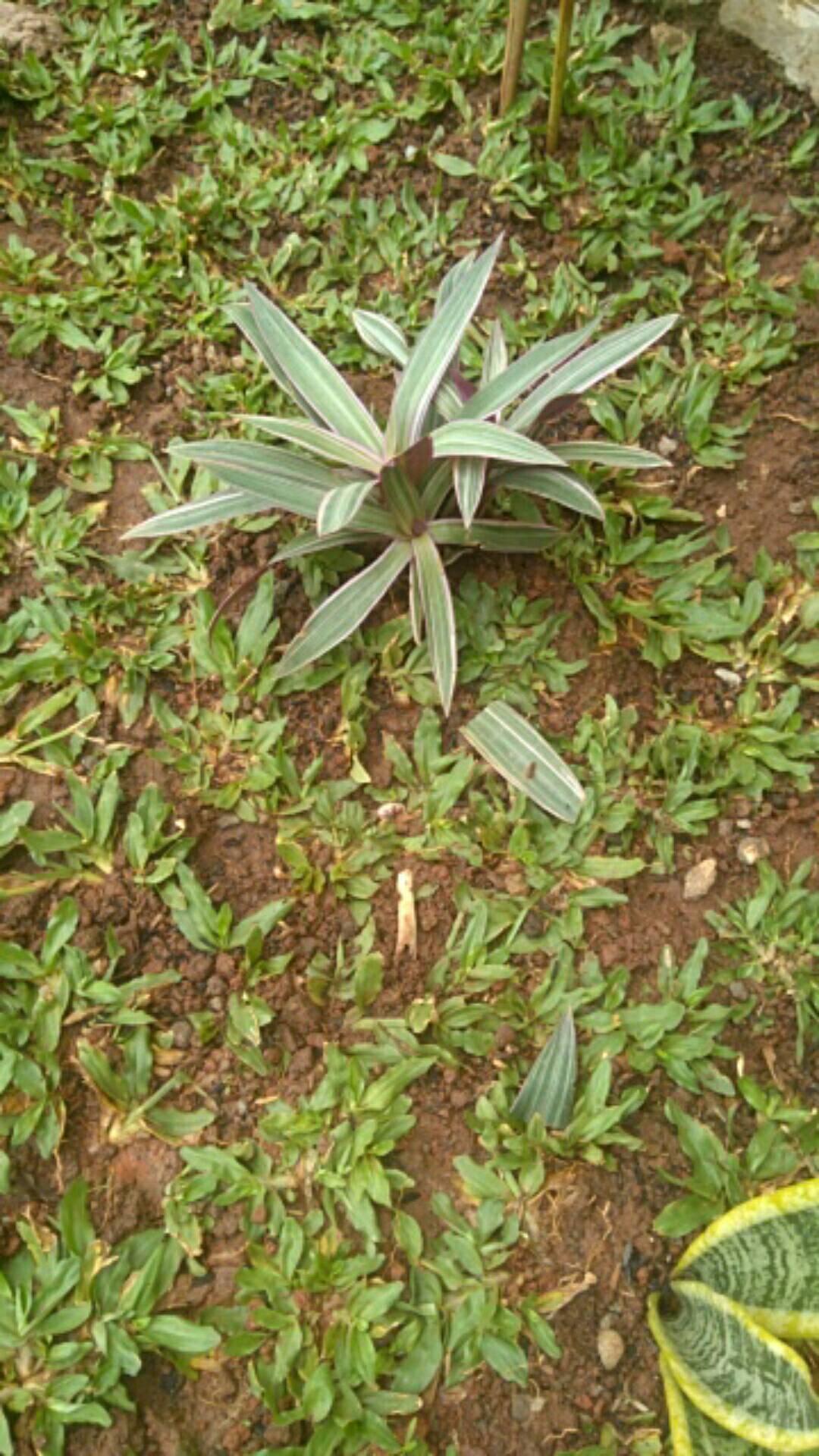 Tanaman Hias Adam Hawa Varigata / Pohon Adam Hawa Varigata