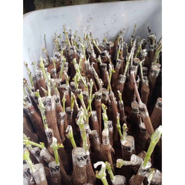 paket hemat cutting grafting anggur impor