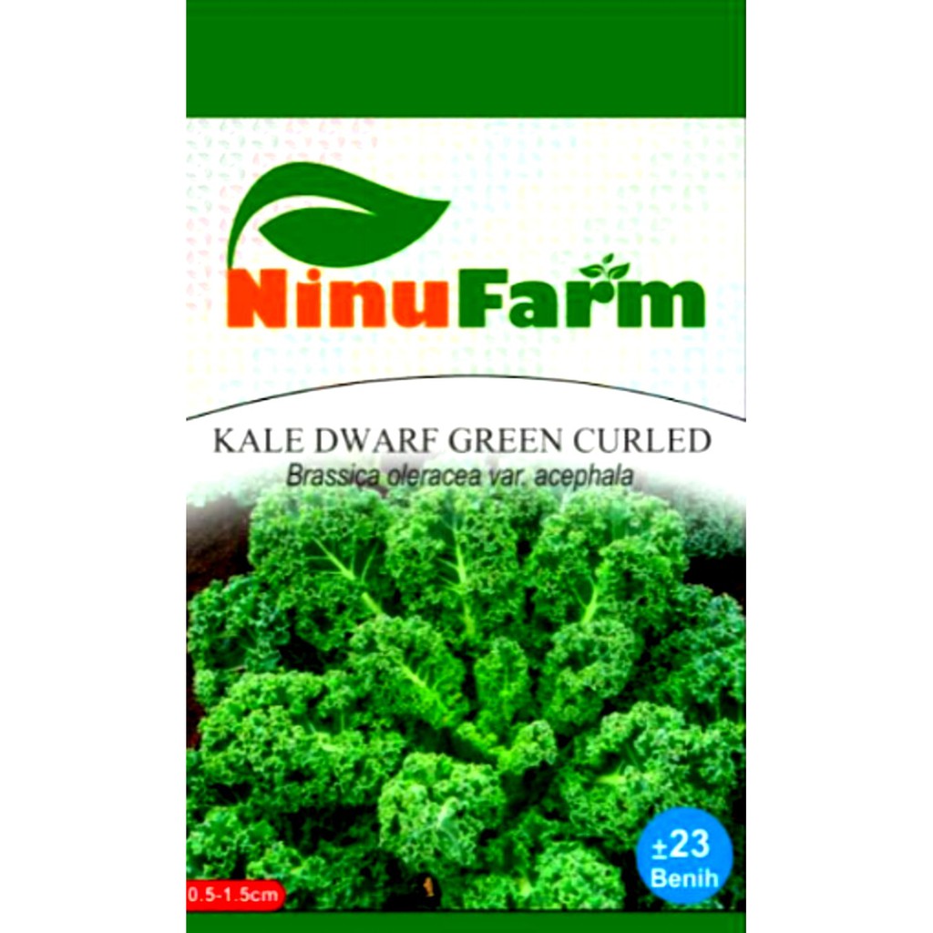 Benih Biji Kale Dwarf Green Curled - Ninu Farm