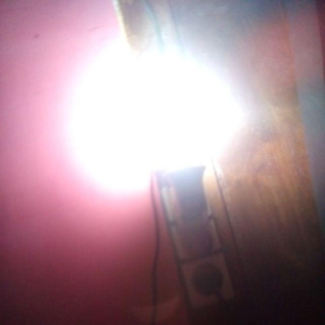 100seed  Bibit Benih Biji Bunga Jengger Ayam Cockscomb