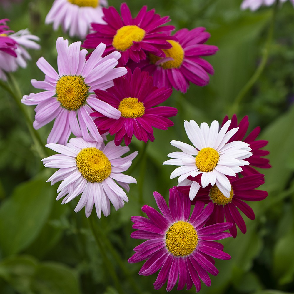 PlantaSeed - 20 Seeds - Pyrethrum Painted Daisy Robinsons - PAS0244