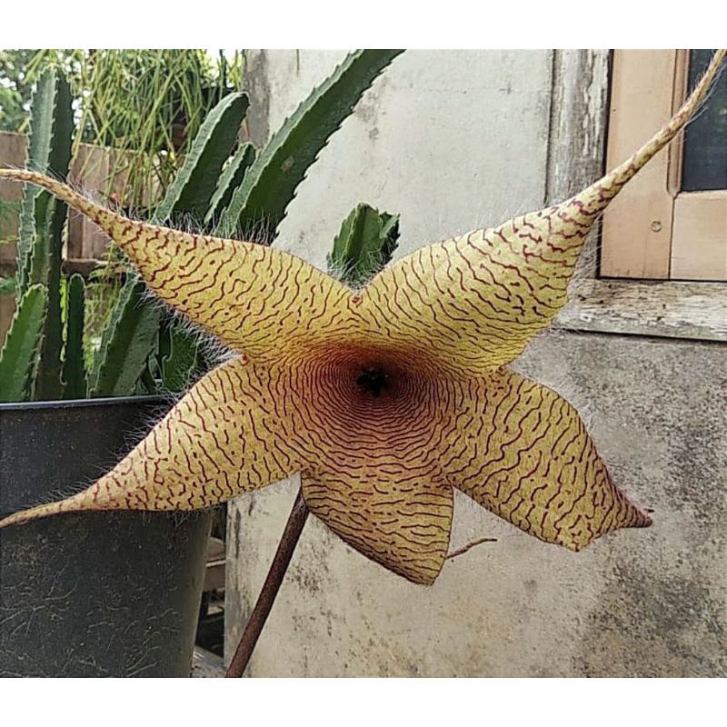 Stapelia gigantea cactus (kaktus yang bisa berbunga) sukulen kaktus