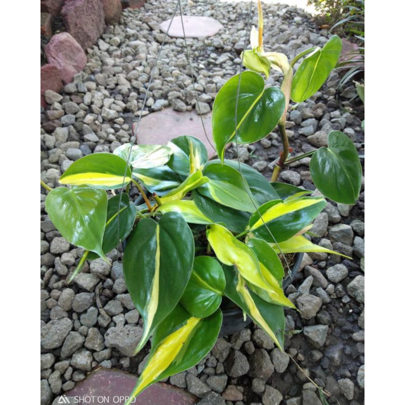 tanaman hias sirih gantung sirih gading Brazil -  philodendron sirih brazil
