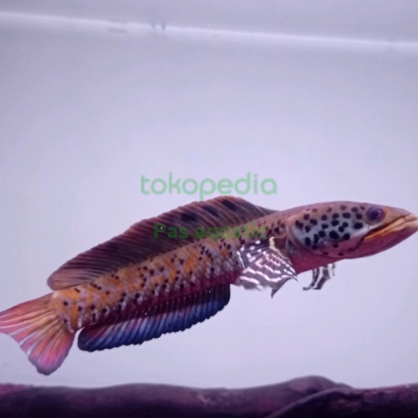 Jual accessories channa orna yellow lips red 26SZ2 Murah